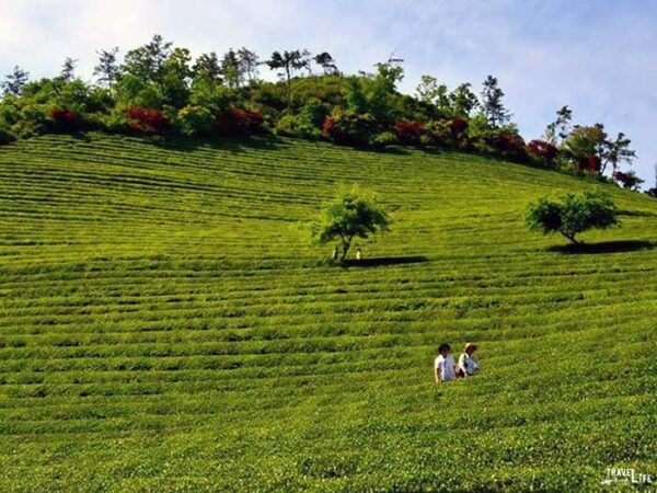 Spring Things to Do in South Korea Boseong Green Tea Festival Image