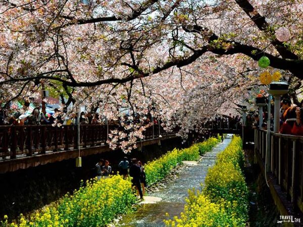 Spring Things to Do in South Korea Jinhae Cherry Blossom Festival Image