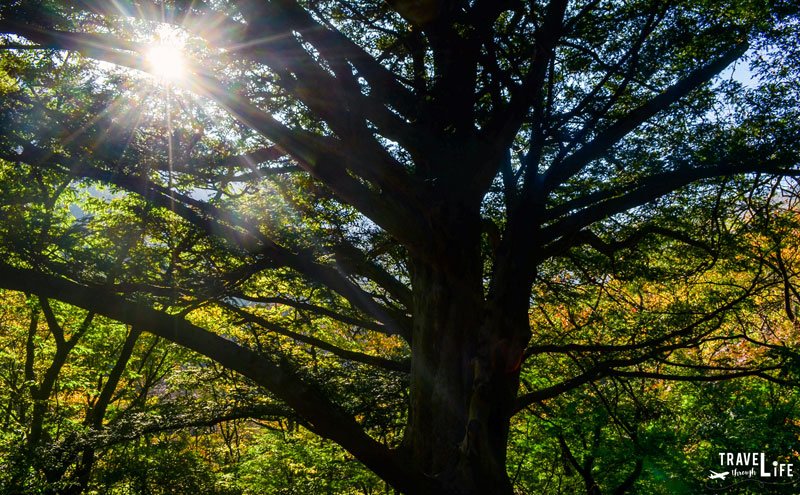 Naejangsan Korea Image of Sun Shining through Tree