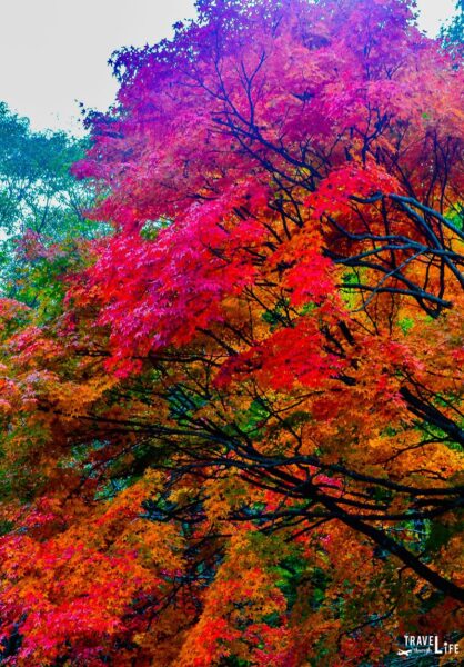 South Korea Fall Foliage at Naejangsan National Park