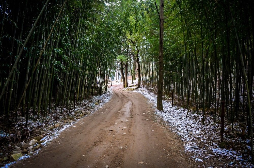 Bamboo Lined Pathway behind Songgwangsa, Suncheon