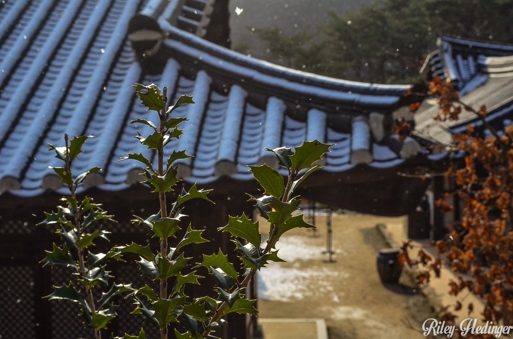 Green at Seonamsa, Suncheon