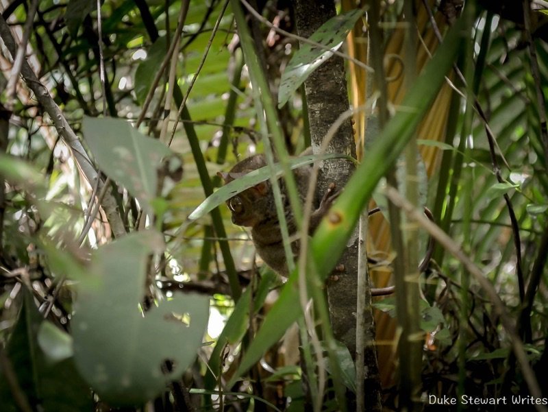 Tarsier on the hunt