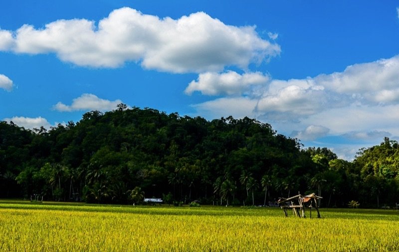 The Philippines, Bohol - Rice Farm