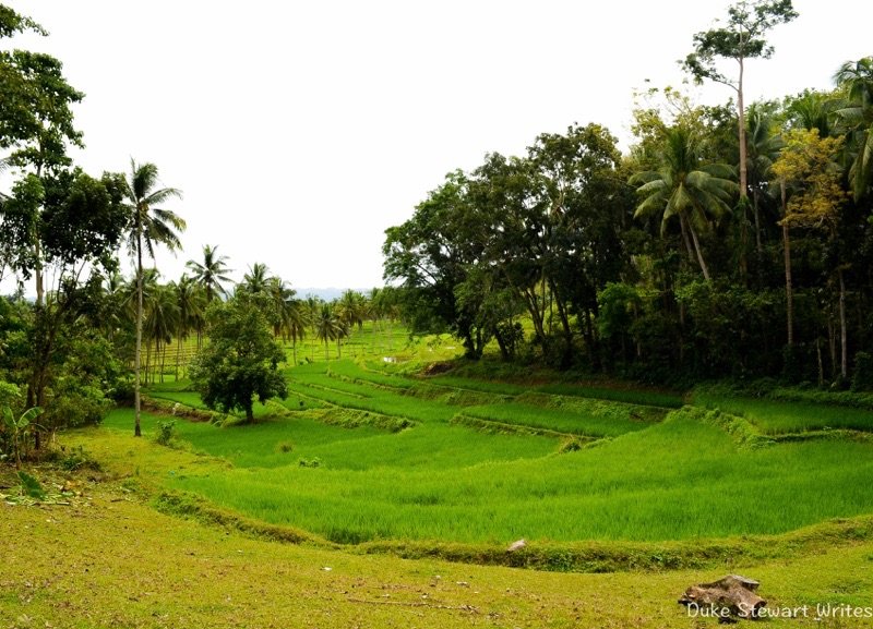 The Philippines, Bohol - Rice Terrace