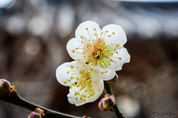 Beautiful Flowers inside Haeinsa Temple Gayasan National Park Korea