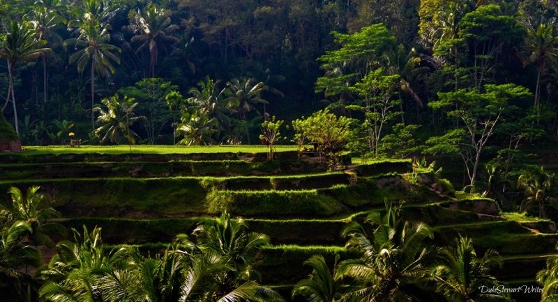 Life through Travel Writing Bali Rice Terraces