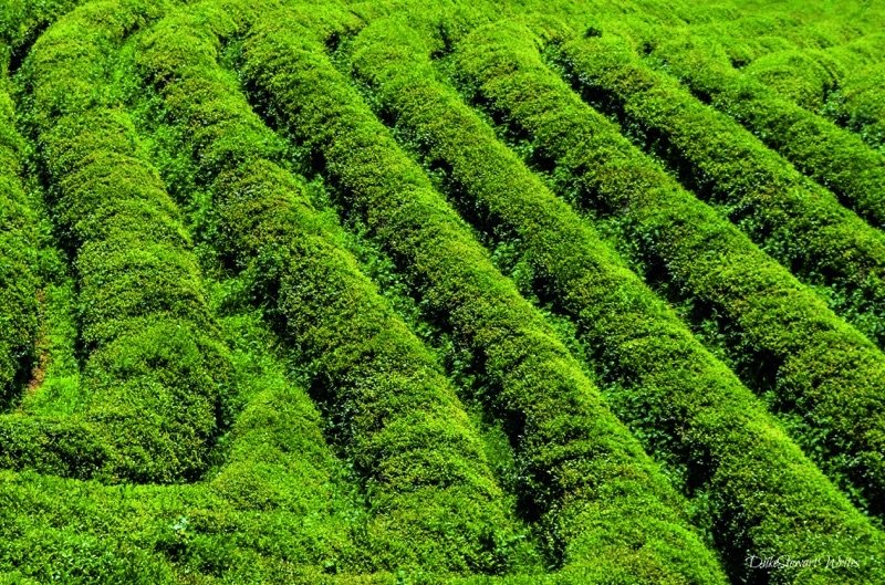 Life through Travel Writing Boseong Green Tea Fields