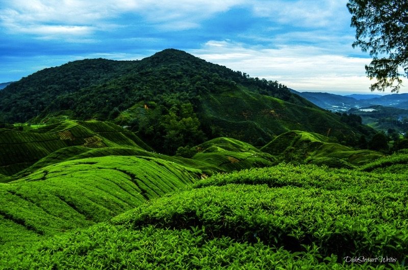 Boh Tea Fields in the Cameron Highlands, Malaysia