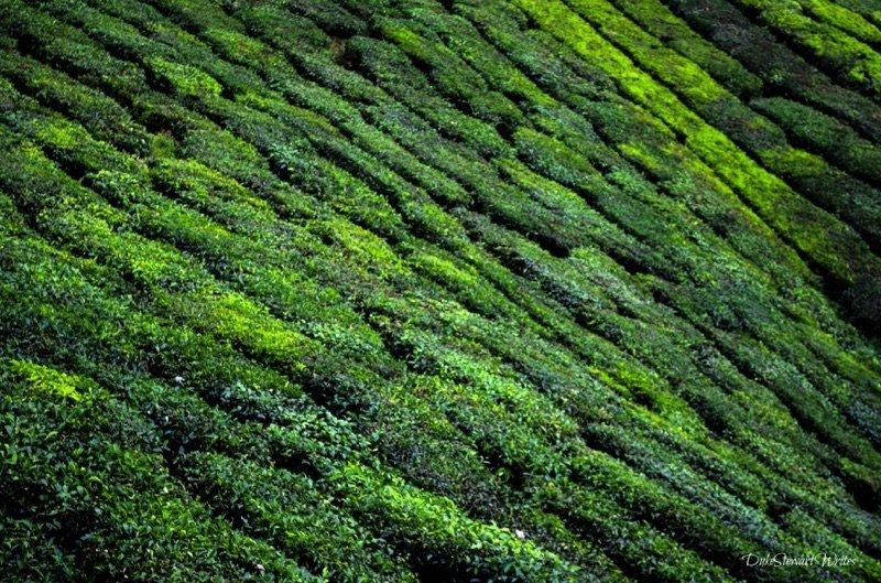 Mixed-yet-colorful-tea-plants-in-the-Cameron-Highlands-Malaysia