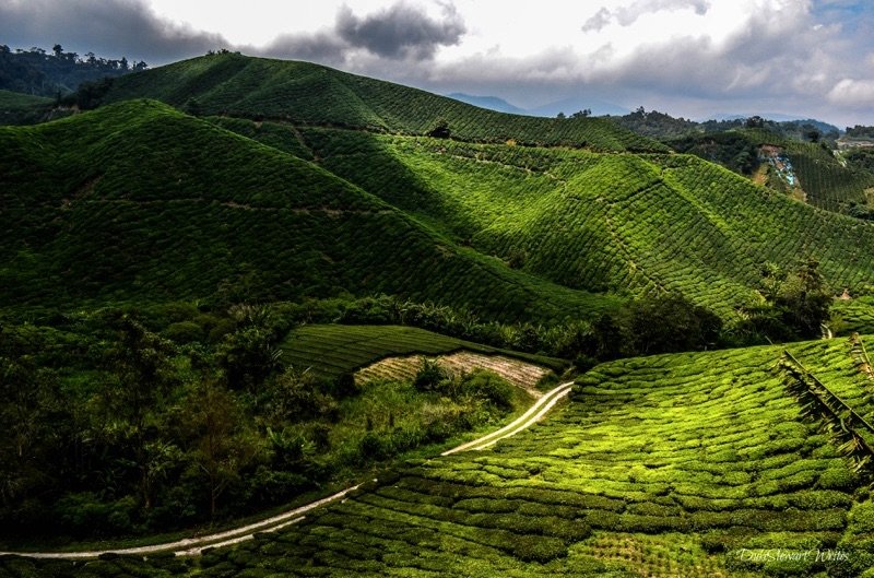 More sun and shade on the Boh Tea Plantation in the Cameron Highlands, Malaysia