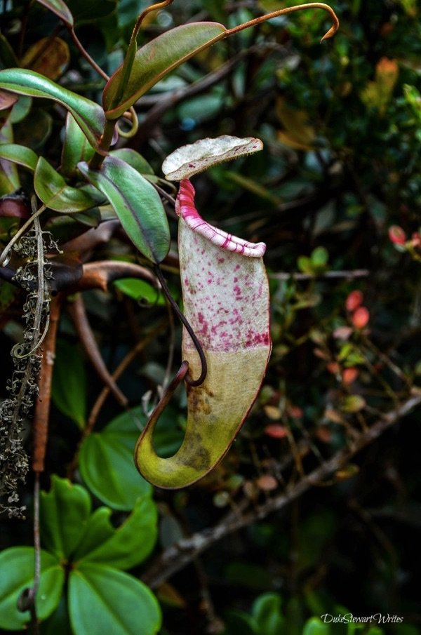 Pitcher Plant or Monkey's Cup inside Cameron Highlands Mossy Green Forest