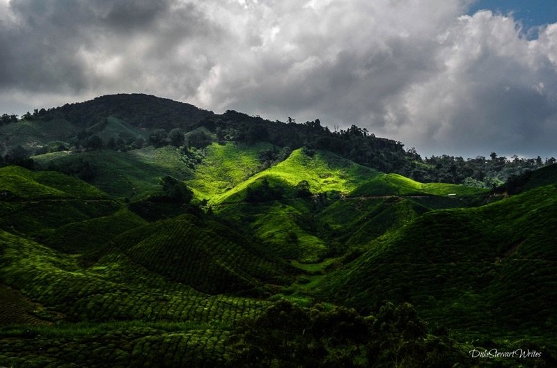 Sun and shade on the Boh Tea Plantation in the Cameron Highlands, Malaysia