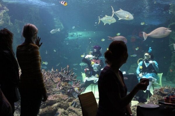 Sydney Aquarium Mad Hatters Tea Party