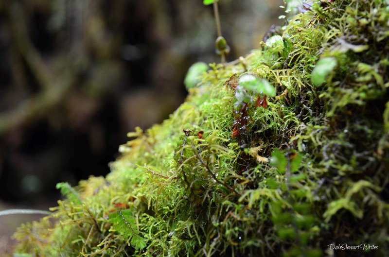 Up Close with the Cameron Highlands Mossy Green Forest, Malaysia