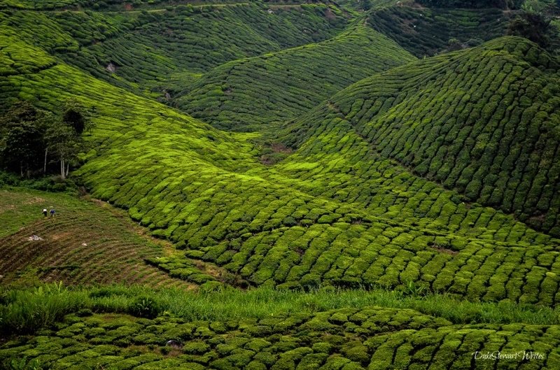 View from above the Boh Tea Plantation at the Cameron Highlands, Malaysia