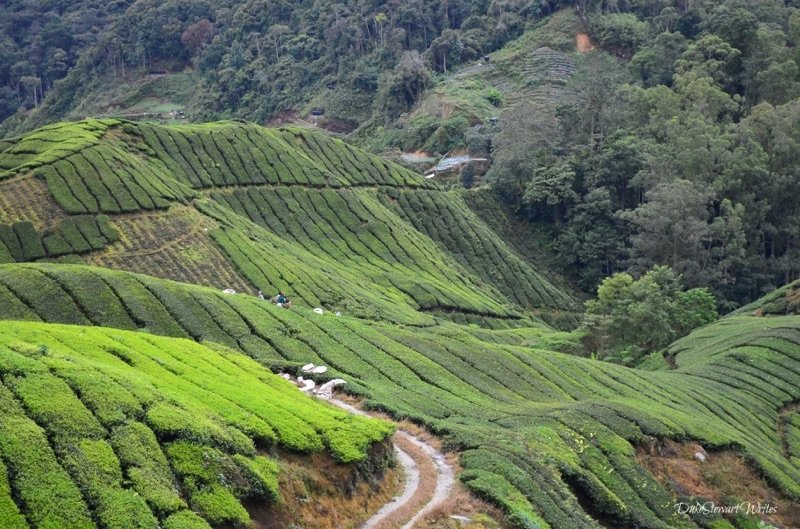 View of the Boh Tea Plantation in Cameron Highlands, Malaysia