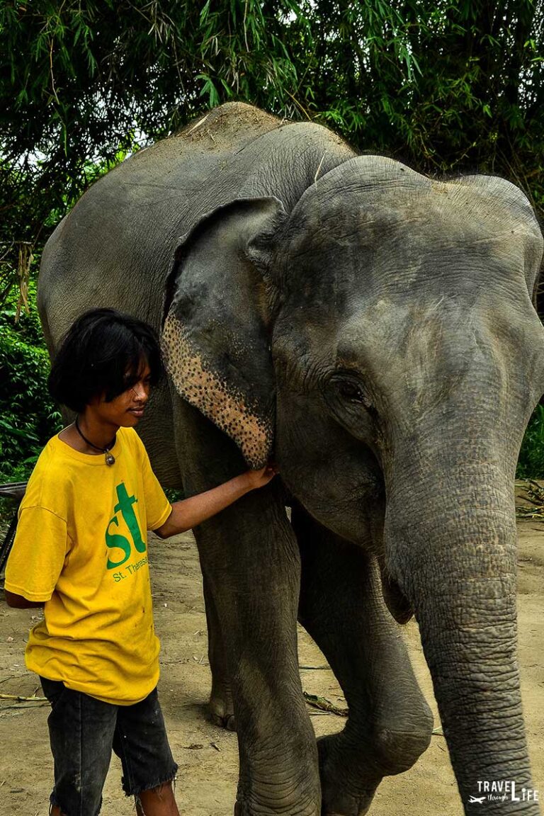 A Thai Elephant Sanctuary Without the Riding | Thailand Travel Guide