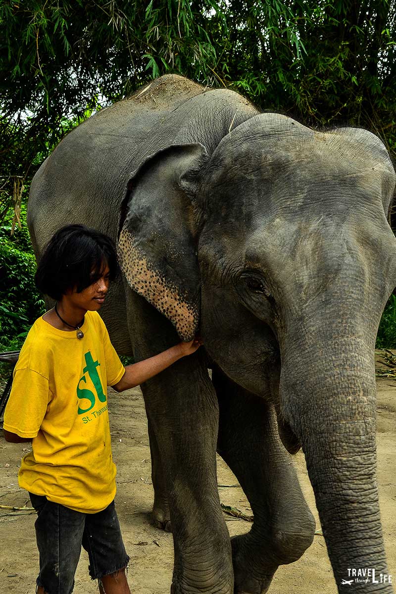 Chiang Mai Elephant Sanctuary Elephant Retirement Park