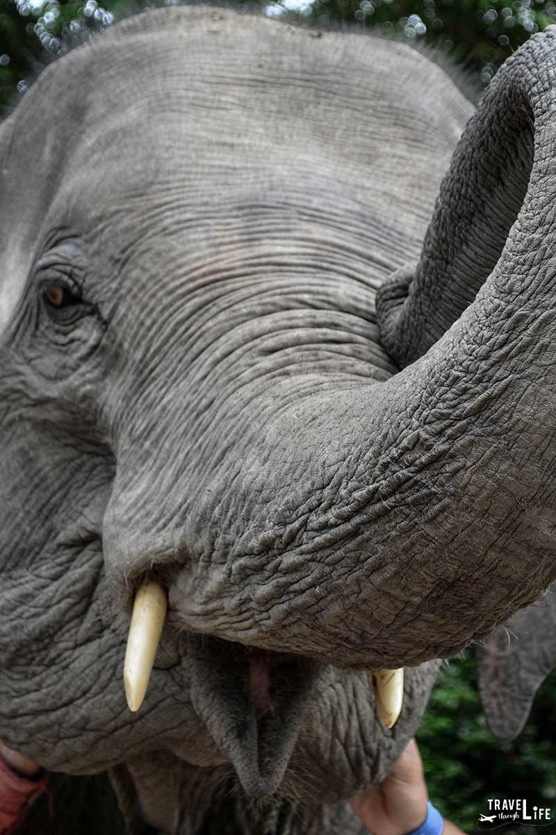 Elephant Sanctuary Chiang Mai Elephant No Riding