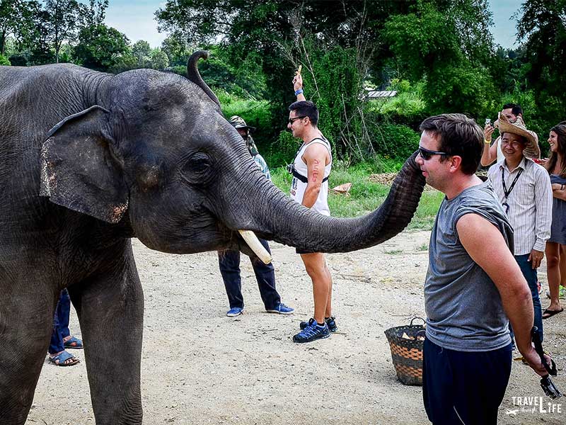 Elephant Sanctuary Love Near Chiang Mai Thailand
