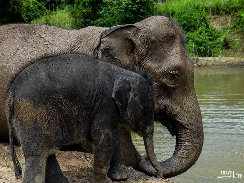 Thailand Elephant Sanctuary Baby and Momma