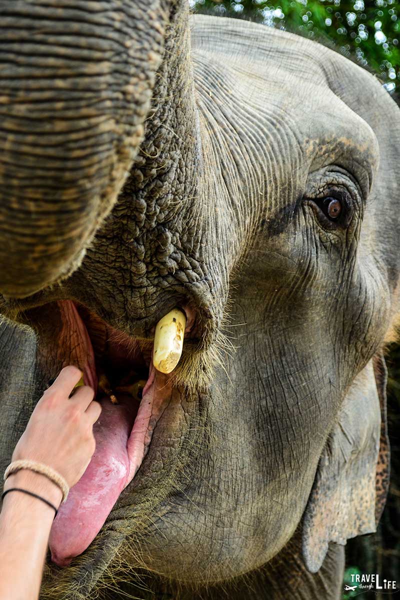 Thailand Elephant Sanctuary Feeding Time
