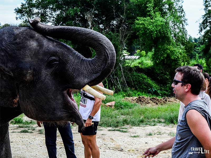Thailand Elephant Sanctuary Feeding