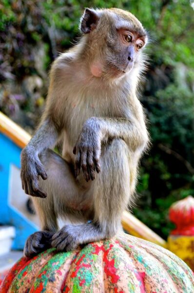 Monkey outside Malaysia's Batu Caves