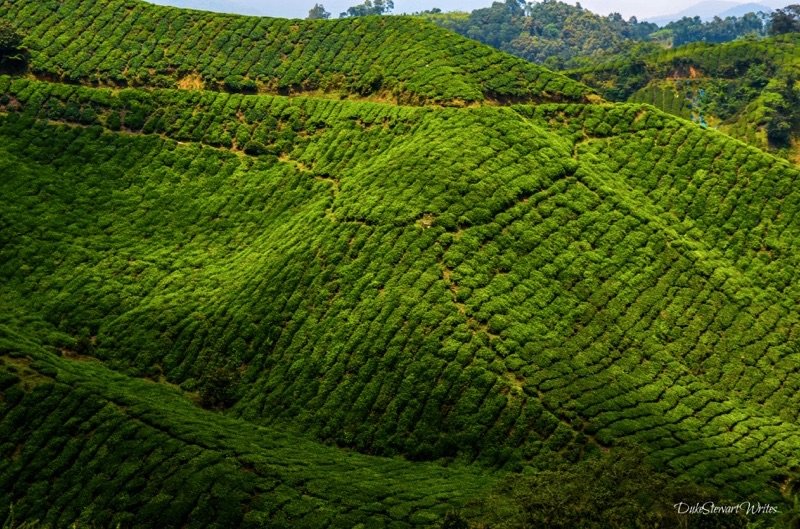 Overlooking the Boh Tea Plantation in the Cameron Highlands, Malaysia