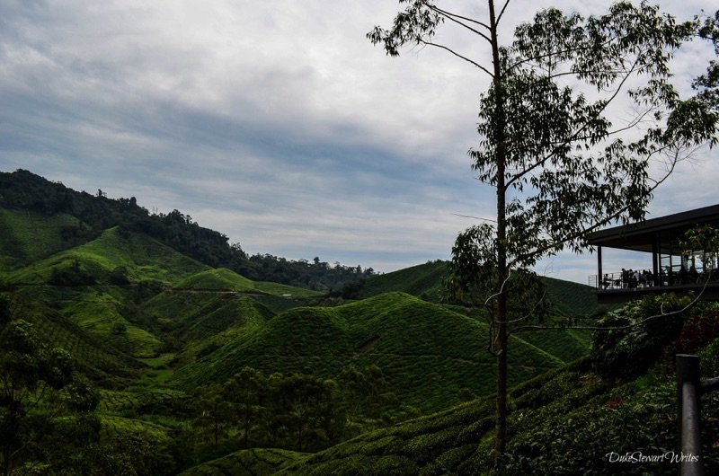 Staring at the Boh Tea Plantation in the Cameron Highlands, Malaysia