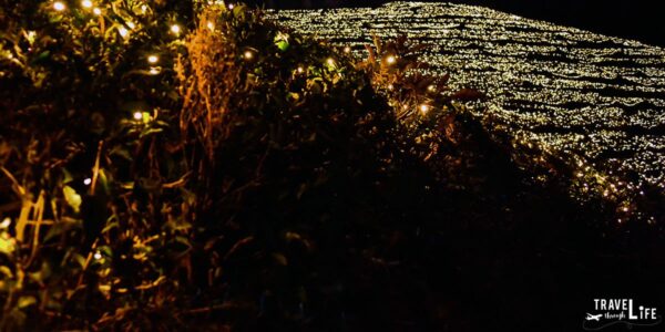 The Boseong Tea Plantation Light Festival and Korean Christmas