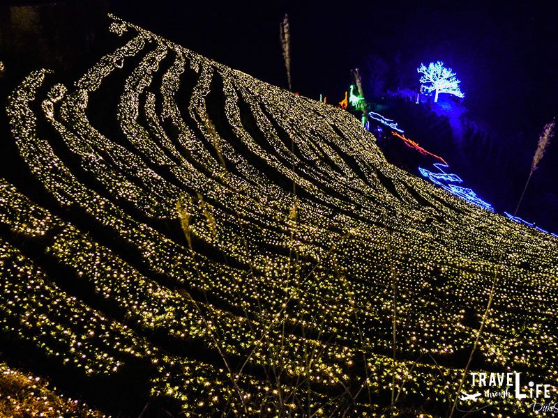 Where to go in Korea Boseong Tea Plantation Light Festival