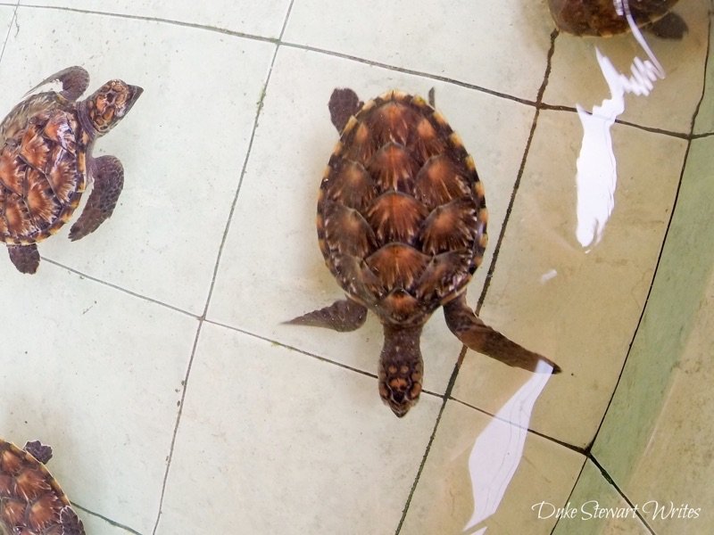 Baby Turtles on Gili Meno, Indonesia