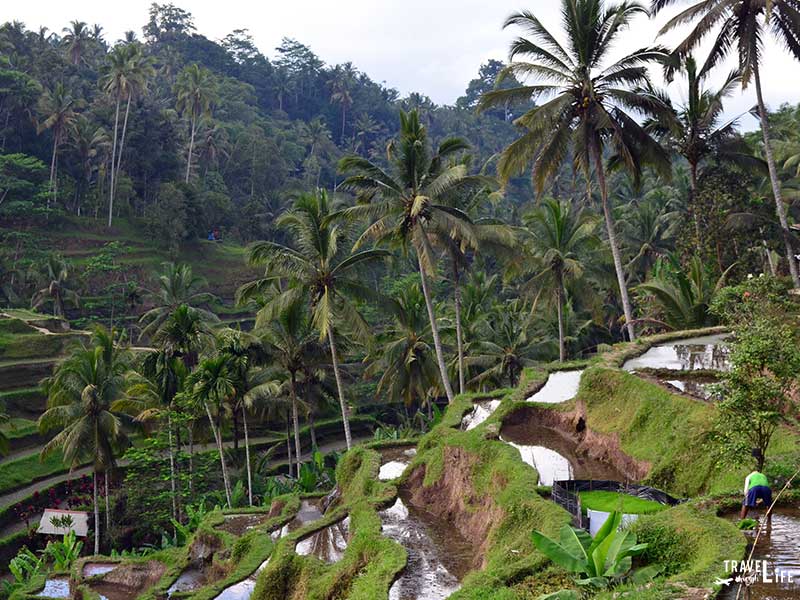 Bali Travel Guide Rice Terraces