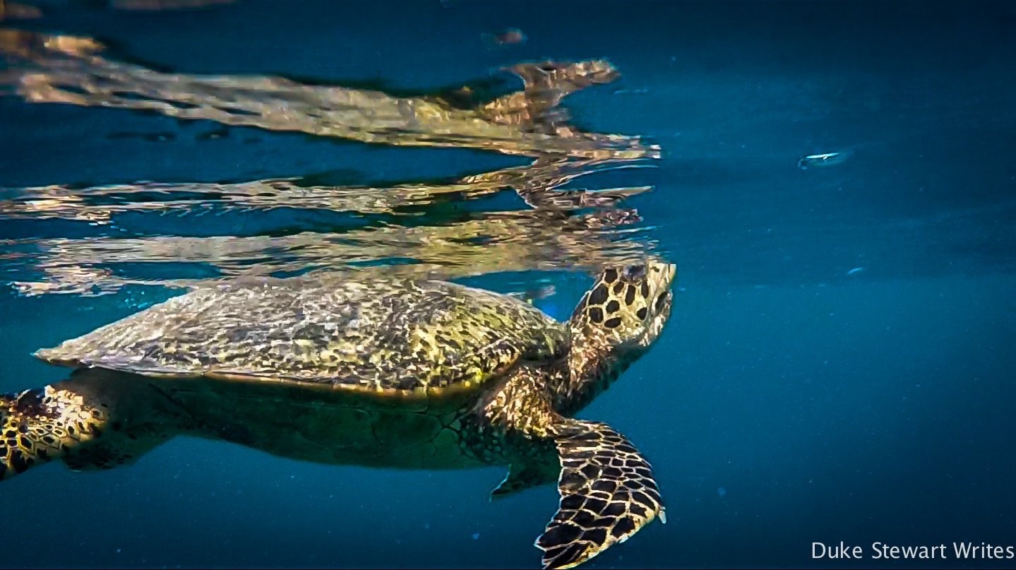 Gili Air Turtle