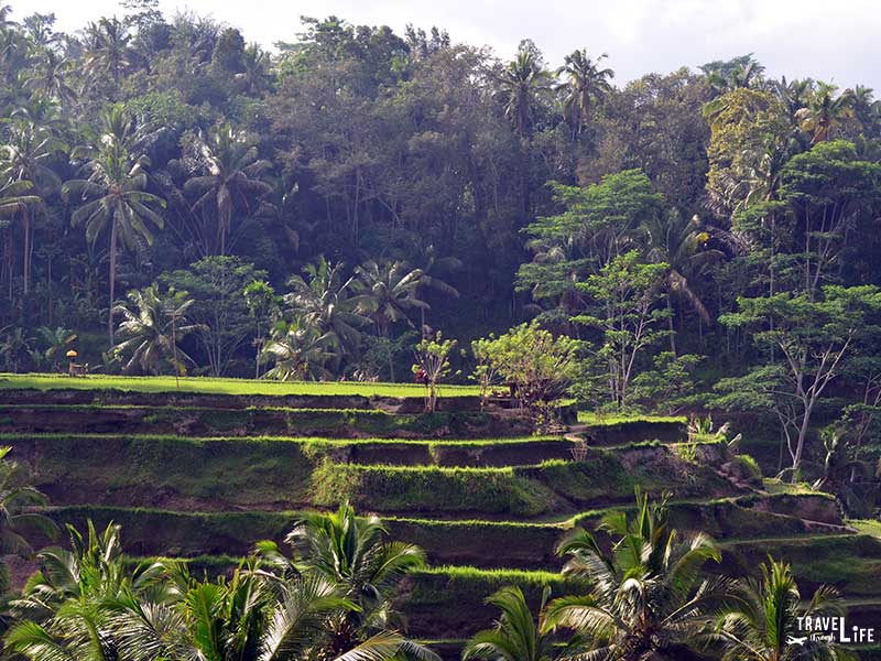 Things to do in Bali Travel Guide Visit Rice Terraces