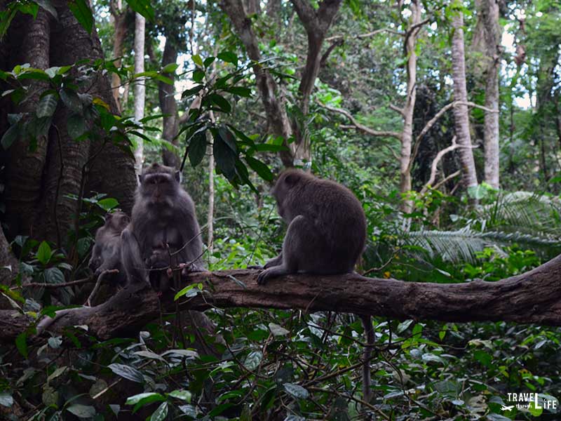 Things to do in Bali Ubud Monkey Forest