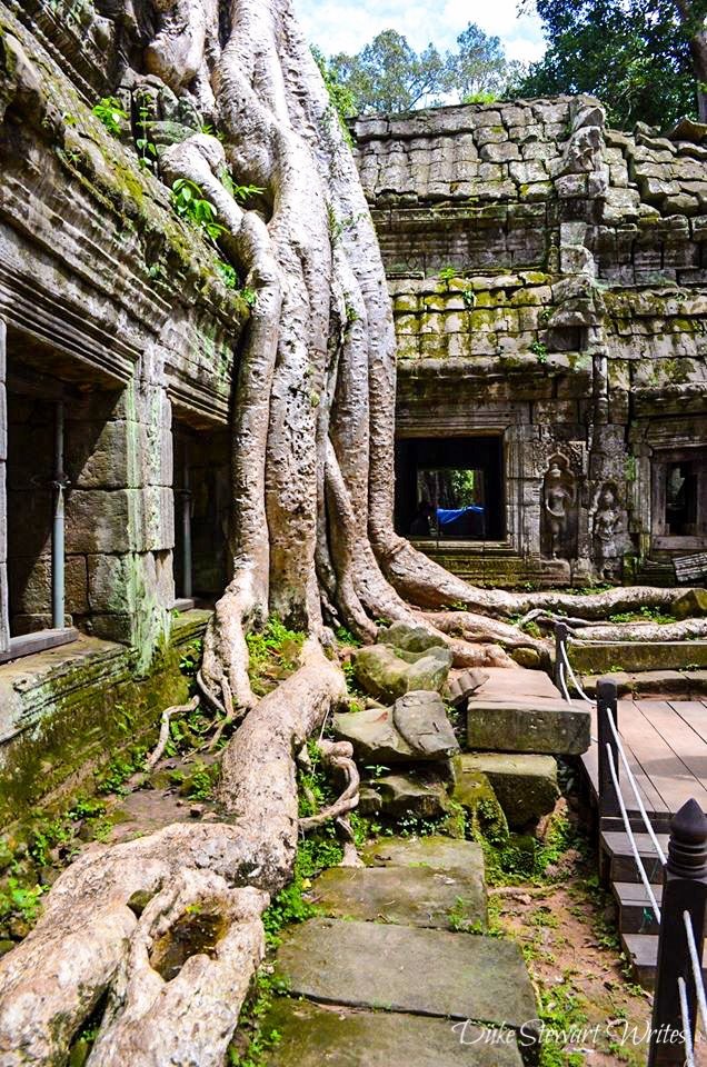 Massive overgrown tree at Ta Prohm