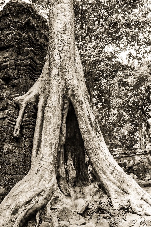 Ta Prohm overgrown tree