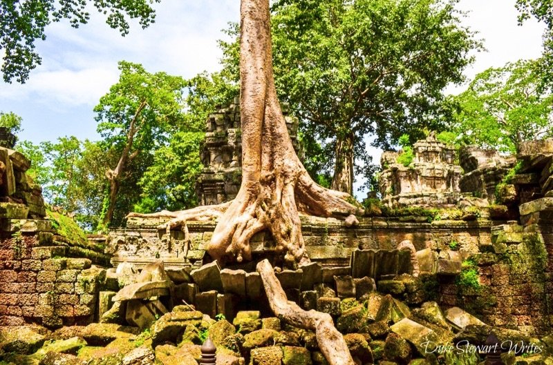 Ta Prohm tree