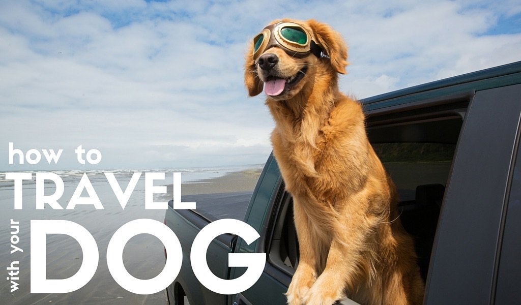 Want to Travel With Your Dog? Follow These Tips!