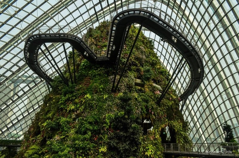 Looking up at the Singapore Cloud Forest