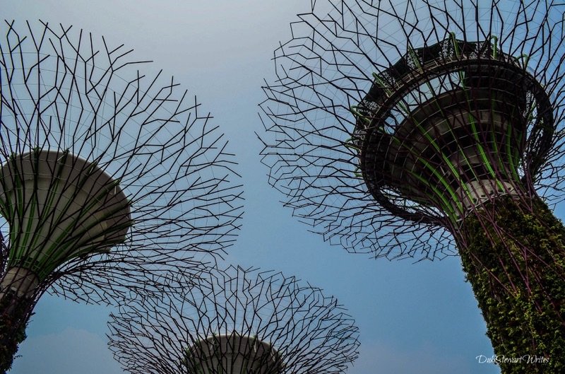 Looking up at the Singapore Supertree Grove