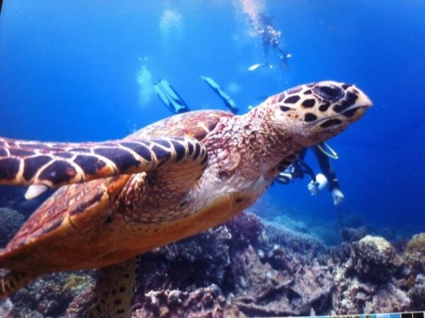 Apo Island Photo by Globetrotting.com