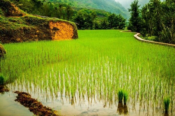 Banaue Rice Terraces Photo by Nathan Sado from Fit Living Lifestyle