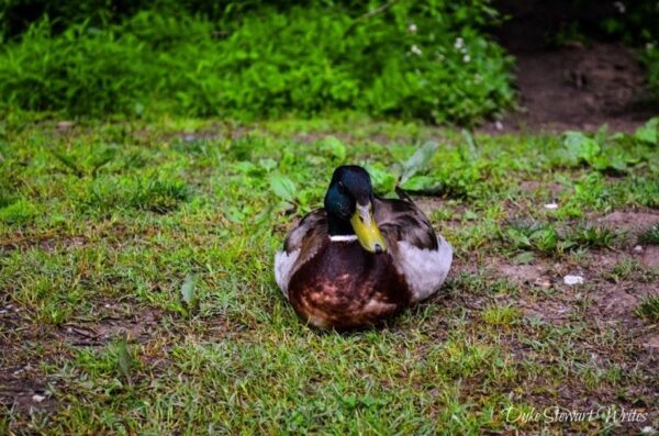 Duke Gardens Duck