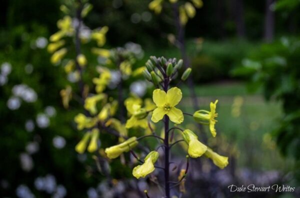 Duke Gardens Flowers Blooming