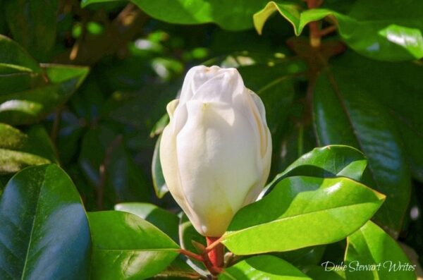Duke Gardens Magnolia Blossoms