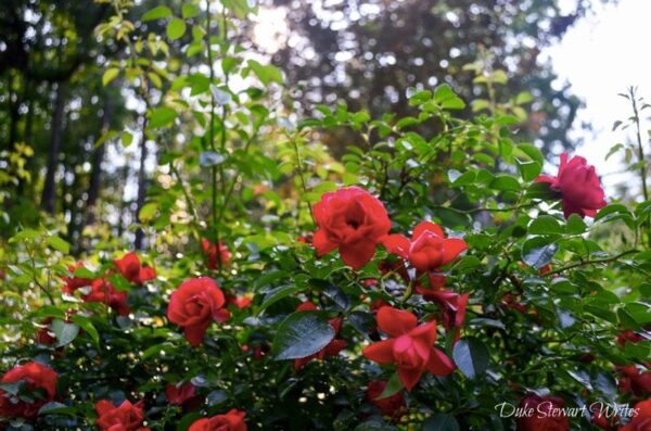 Duke Gardens Roses